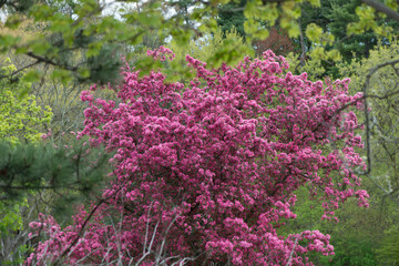 Obraz premium pink crab tree flowers framed by green foliage - abstract composition