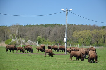 Bizon , Polski Bizon , Bizon w Polsce , Bizon , Kurozwęki ,zwierzak, bizon, krowa, gras, pola, bawoły, bydło, farma, pastwisko, stada, charakter, krowa, krajobraz, byk, pastwisko, ssak, obszarów wiejs © Szymon