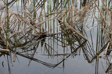 reeds in still water - cloudy sky - reflection 