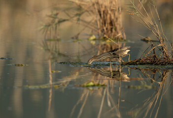 Little Bittern fishing at Asker marsh, Bahrain