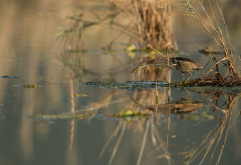 Little Bittern fishing at Asker marsh, Bahrain