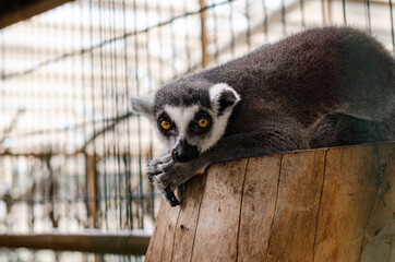 funny lemur lies on a tree stump in the zoo