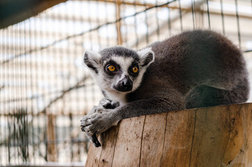 funny lemur lies on a tree stump in the zoo