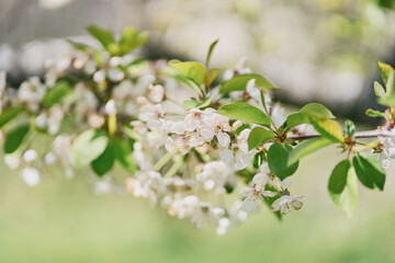 Blooming apple tree. Pink flowers of an apple tree.