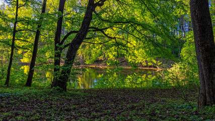 Диканька. Kochubeyevsky Park. Brewing pond. Poltava region. Ukraine 