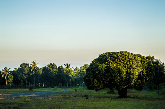 tree in the field