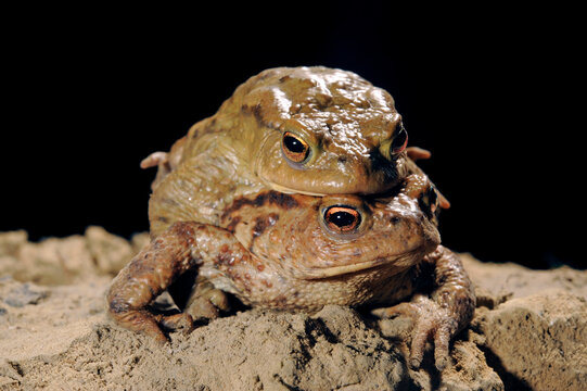 Common toad // Erdkr&ouml;te (Bufo bufo) 