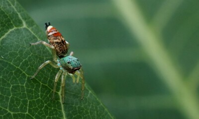 A small spider is trapping food on the leaf..