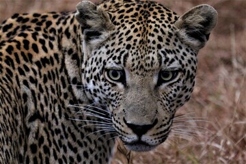 Leopard close up in wild