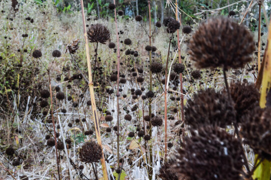 grass on the ground