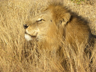 Male lion in grass