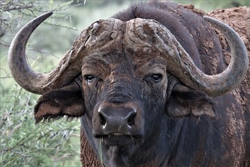 close up of a buffalo
