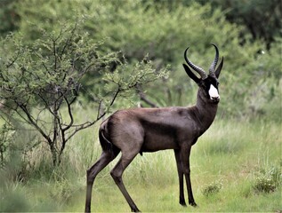 Black Springbok in the wild