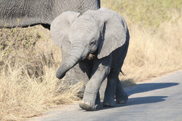 Baby elephant in road