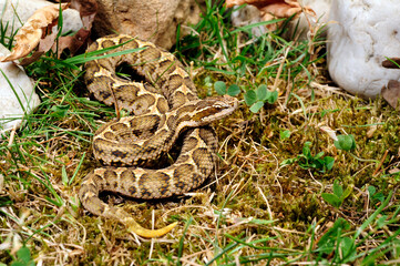 Short-tailed pit viper, short-tailed mamushi // Kurzschwanz-Mamushi (Gloydius brevicaudus)