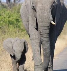 Elephant and baby in the wild