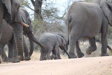 Elephant family crossing dirt road