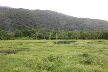 Fototapeta na wymiar 7月の尾瀬の風景。雨の降る湿原。