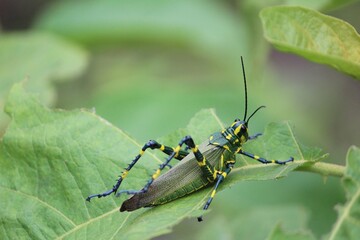 green bug on a leaf