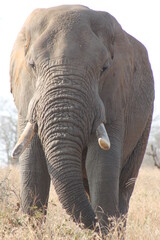 Fototapeta na wymiar Huge elephant bull Kruger National Park