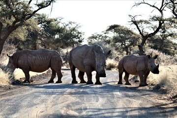 White rhino in dirt road