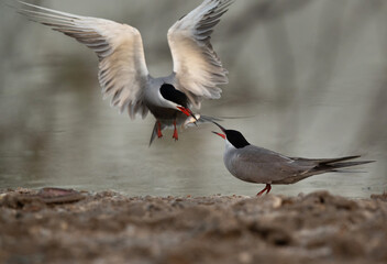 White-cheeked Tern offering a fish to his mate at Asker marsh, Bahrain