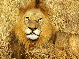 Close up of lion.......