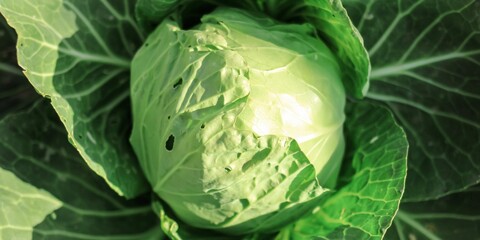 Obraz premium Green organic cabbage head close-up. Vegetables cabbage growing in the garden. Summer. autumn harvest, crop. Healthy food. Natural banner.