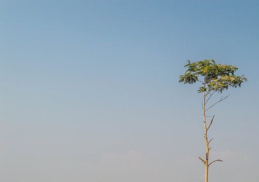 tree and sky