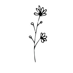 Outline flower. Line art blossom. Spring plant. Summer herb. Digital