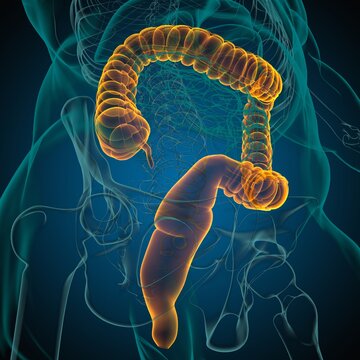 Large Intestine 3D Illustration Human Digestive System Anatomy