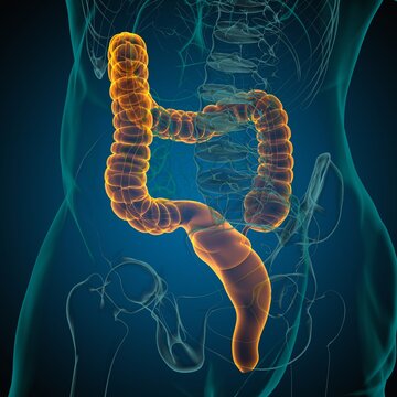Large Intestine 3D Illustration Human Digestive System Anatomy