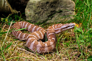 Grubenotter // Amur viper, rock mamushi (Gloydius intermedius / Gloydius saxatilis)