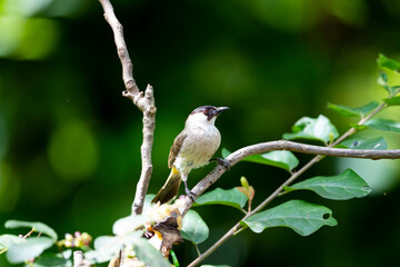 Sooty - headed Bulbul