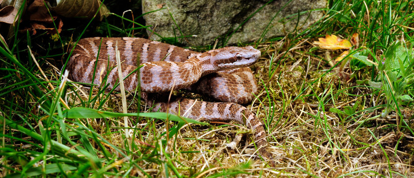 Amur viper, rock mamushi // Halysotter (Gloydius saxatilis / Gloydius intermedius)