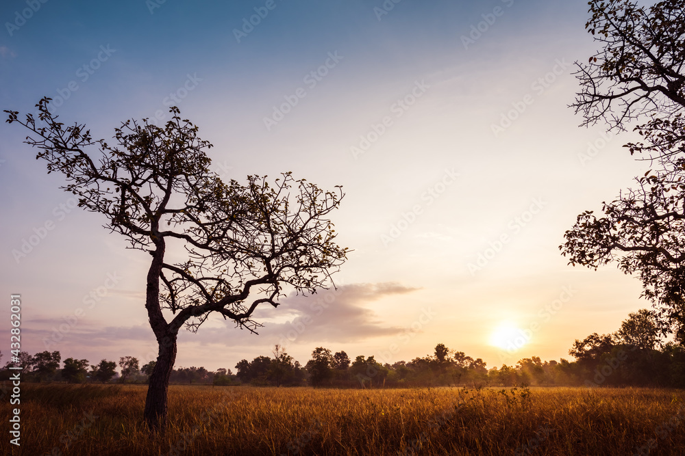 Wall mural Dry grass field with big tree on sunrise