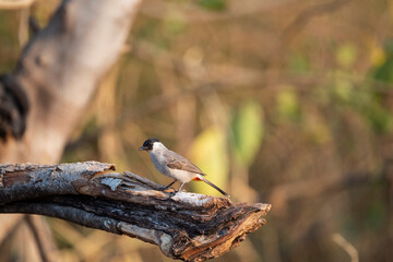 Sooty - headed Bulbul