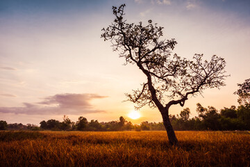 Fototapeta na wymiar Dry grass field with big tree on sunrise