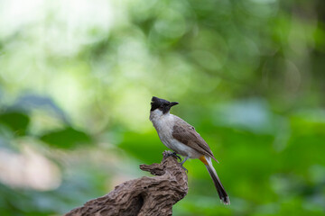 Sooty - headed Bulbul