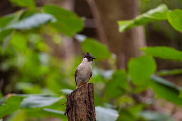Sooty - headed Bulbul