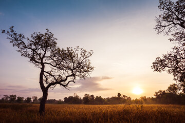 Fototapeta na wymiar Dry grass field with big tree on sunrise