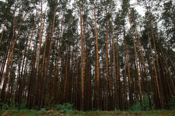 Pines on a slope on a summer day in the rain 