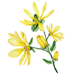 Sprig of watercolor yellow lilies. Template for decorating designs and illustrations.