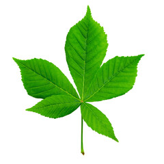 Green chestnut leaf isolated on white.