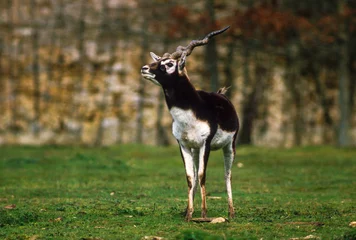 Acrylic prints Antireflex Antelope Antilope cervicapre, Antilope cervicapra