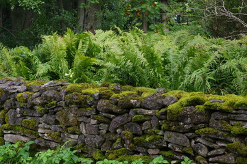 Ferns and Rock Wall Covered With Moss. Rural landscape.