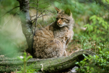 Chat sauvage, Felis silvestris