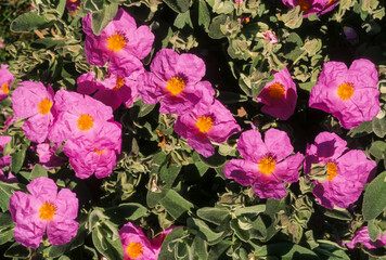 ciste de Crète, Cistus creticus