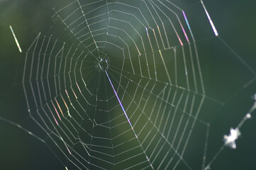 Cobweb on the autumn meadow backlit by the rising sun.