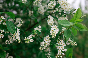White bird cherry flowers in the rain 